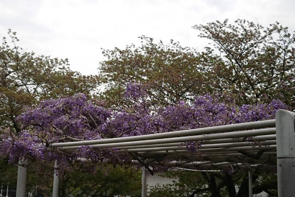 4月9日（月）の藤の開花情報を更新！房が伸びて花が増えてきました！	