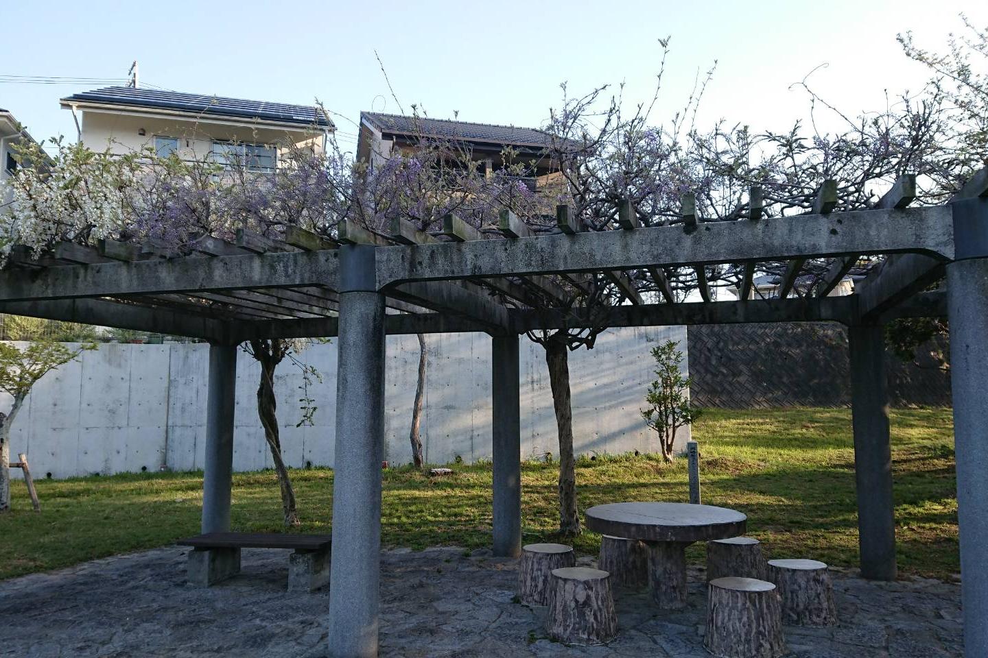 4月10日（火）の藤の開花情報を更新！葵梅林近くの藤も咲き始めました！