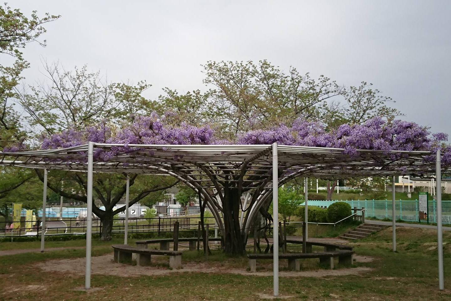 4月11日（水）の藤の開花情報を更新！交通広場駐車場そばの藤棚はそろそろ見頃です！