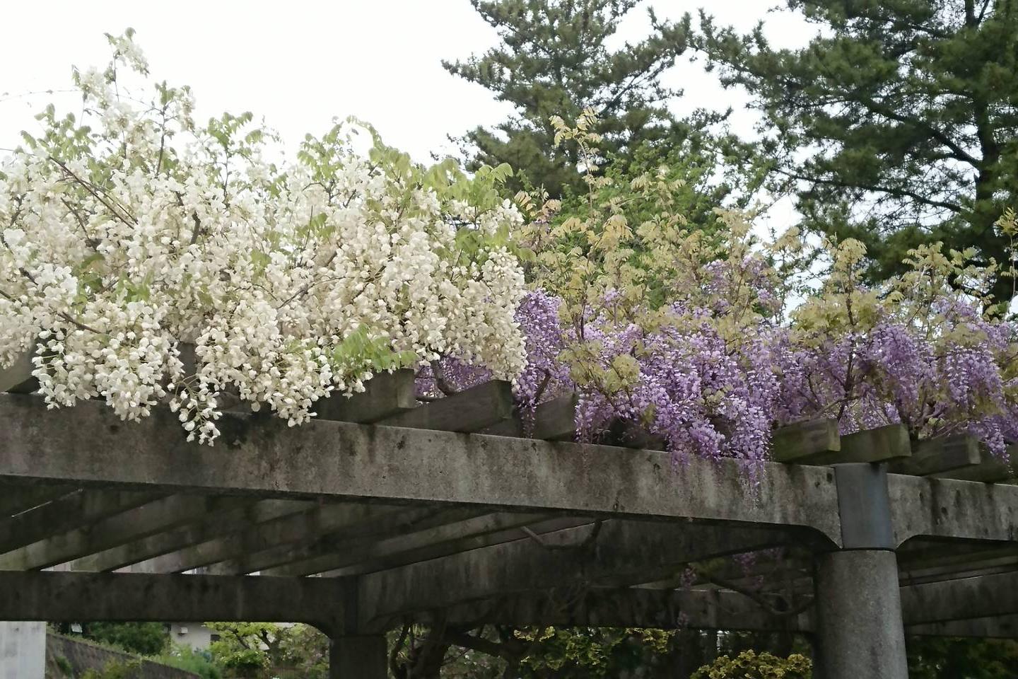 4月14日（土）の藤の開花情報を更新！現在満開です！ 