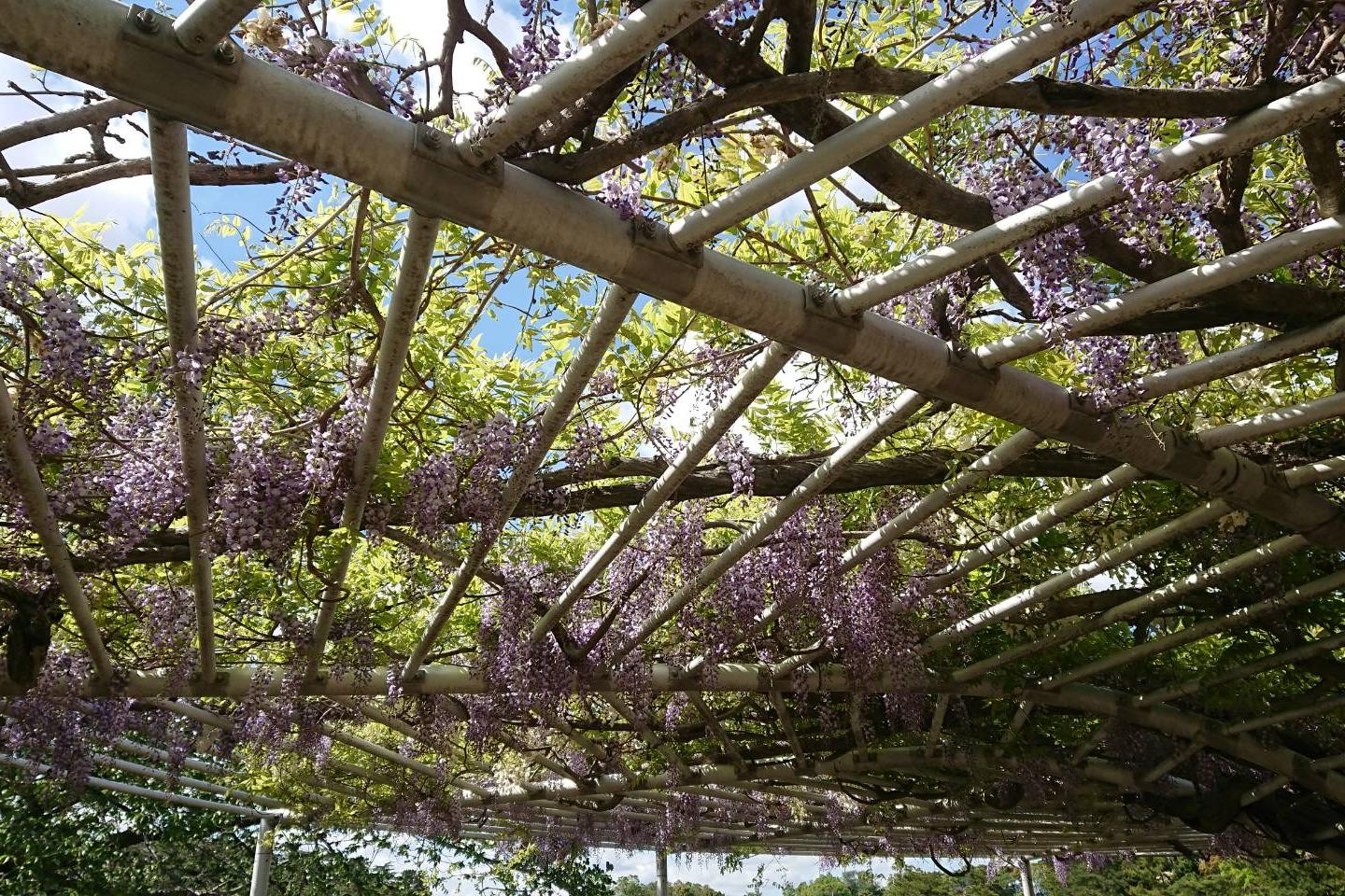 4月18日（水）の藤の開花情報を更新！若葉が目立つようになってきました。 