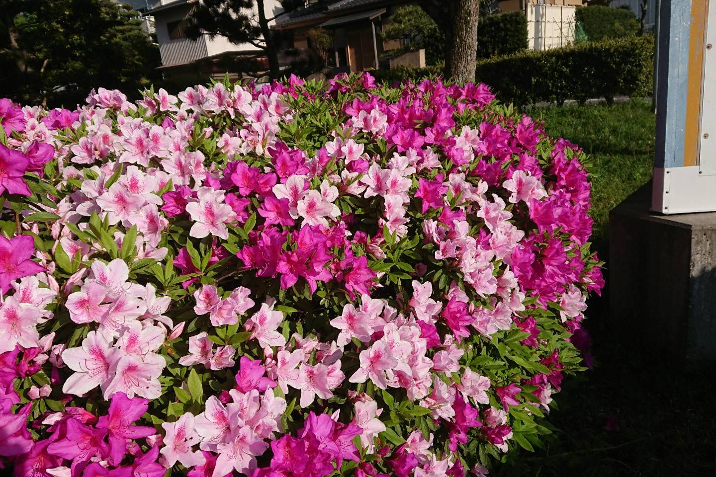 2018年南公園のツツジの開花状況はこちらから！