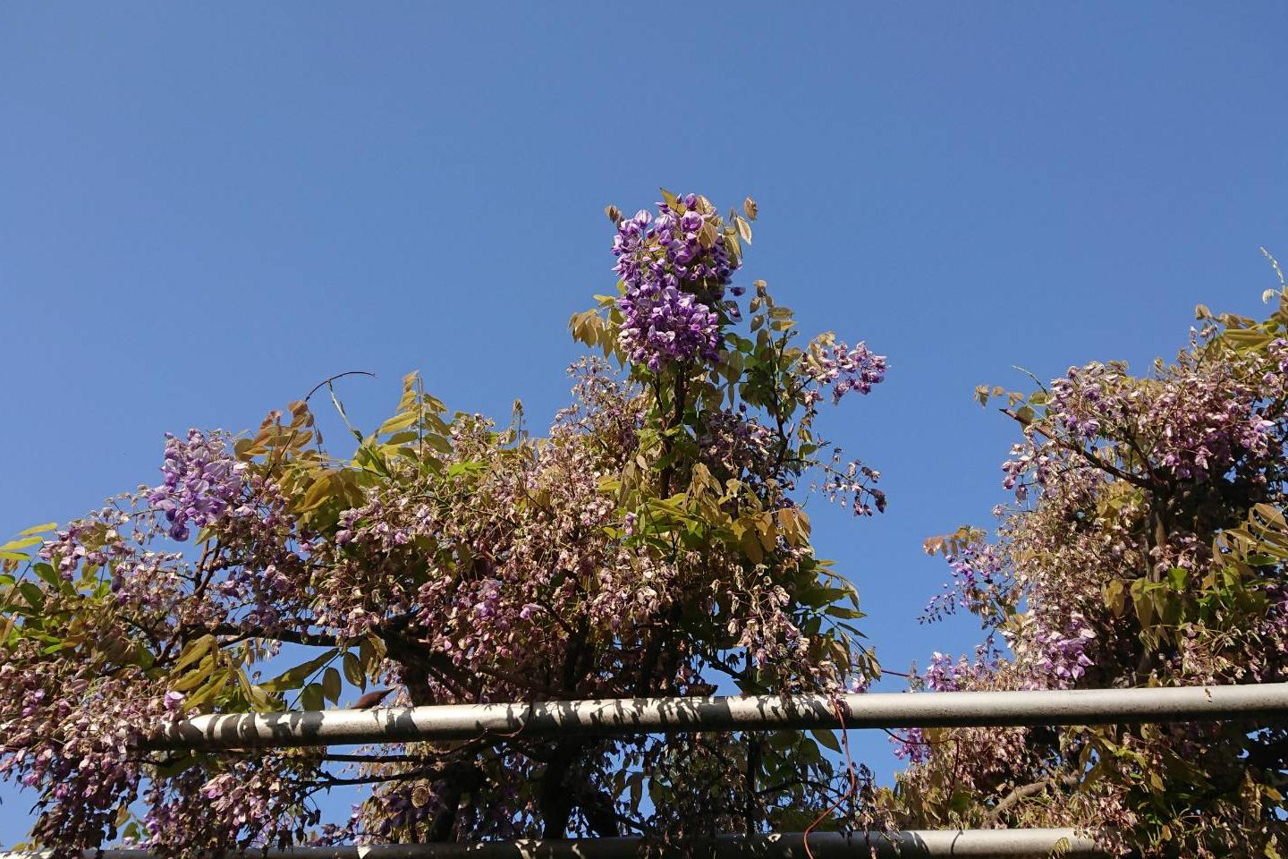 4月20日（金）の藤の開花情報を更新！交通広場側の藤が散り始めました。 