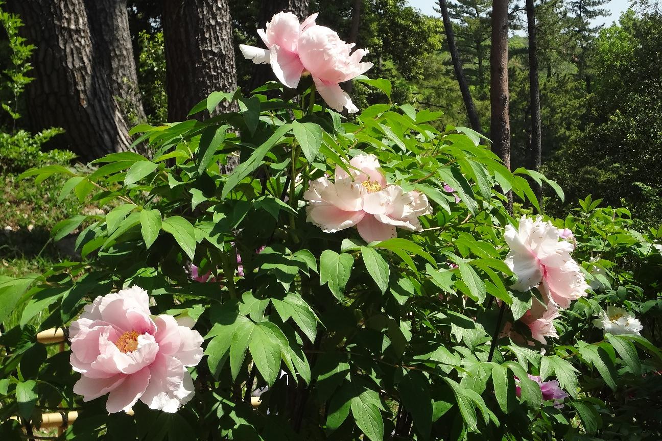 4月20日（金）のぼたん園の様子を更新しました。