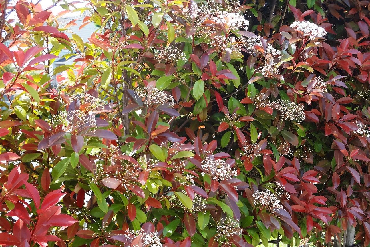 旧本多忠次邸のセイヨウベニカナメモチの花が咲きました。