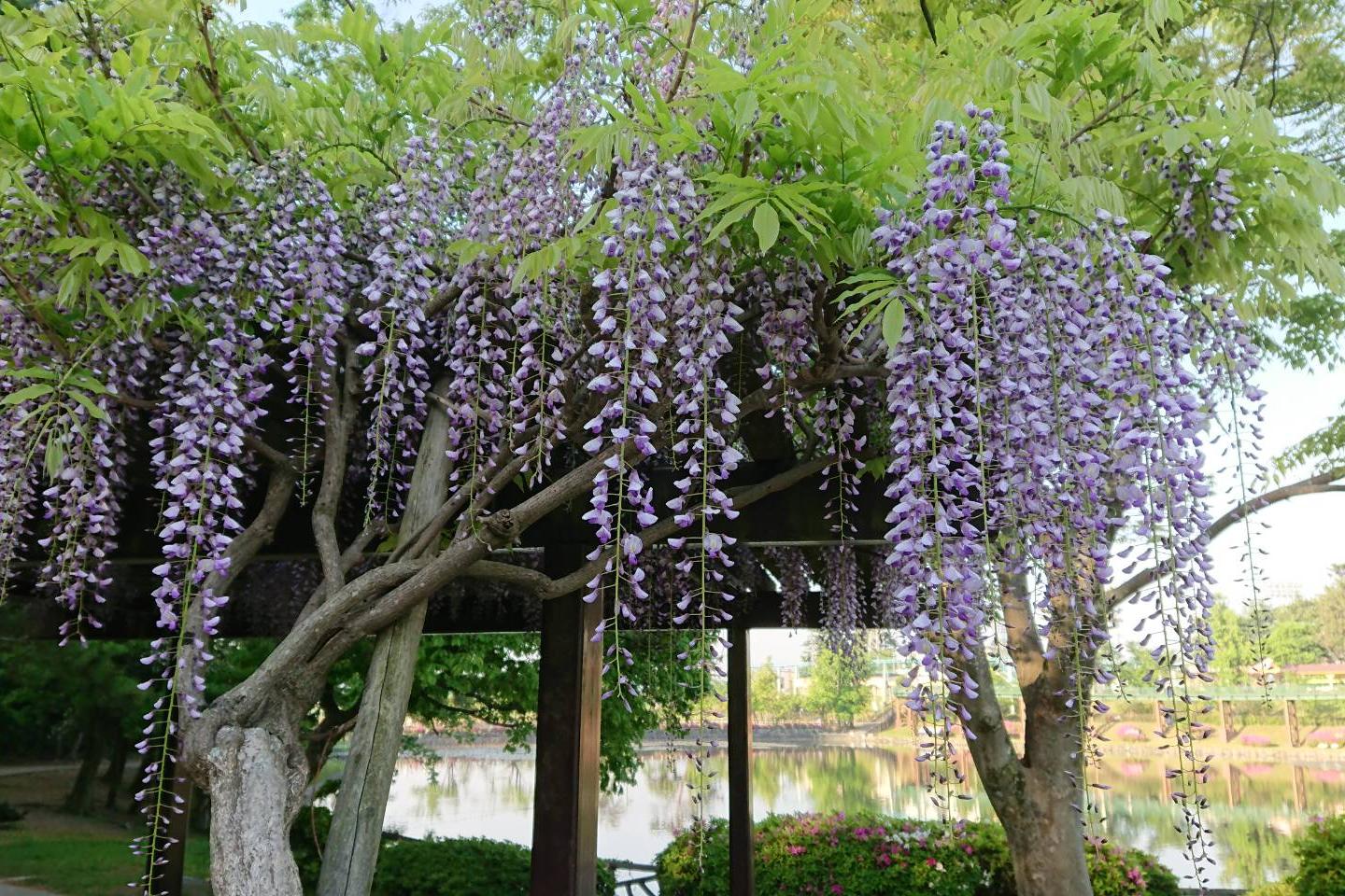 4月23日（月）の藤の開花情報を更新！池のすぐ北側の藤棚は今が見頃です！ 