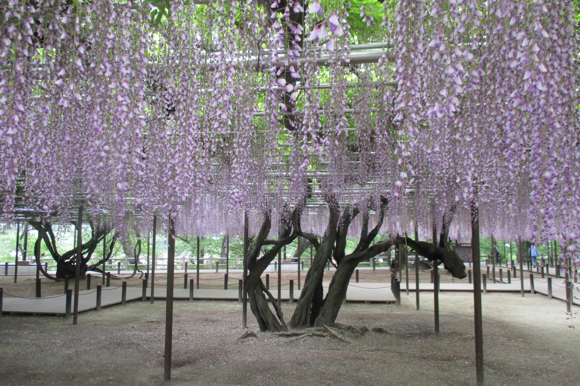 2018年4月24日(火）の五万石ふじの開花状況を公開しました。