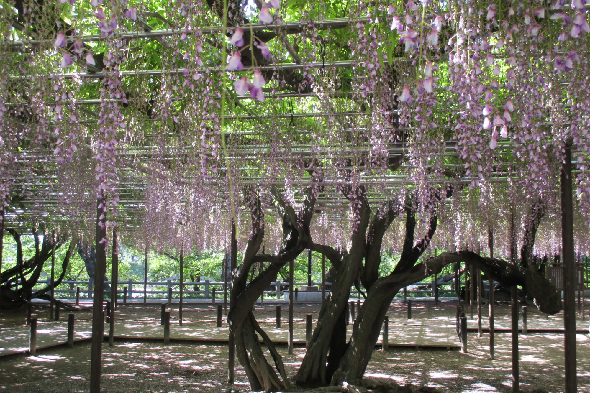 2018年4月26日(木)の五万石ふじの開花状況を公開しました。