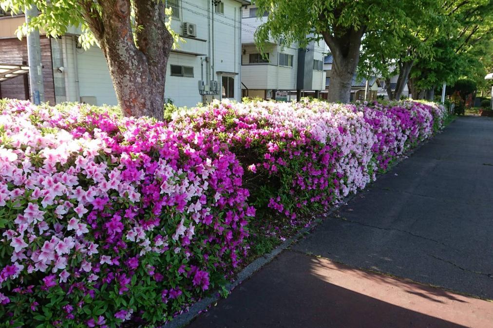 4月23日（月）のツツジの開花情報を更新！見ごろは今週末で終わりそうです。