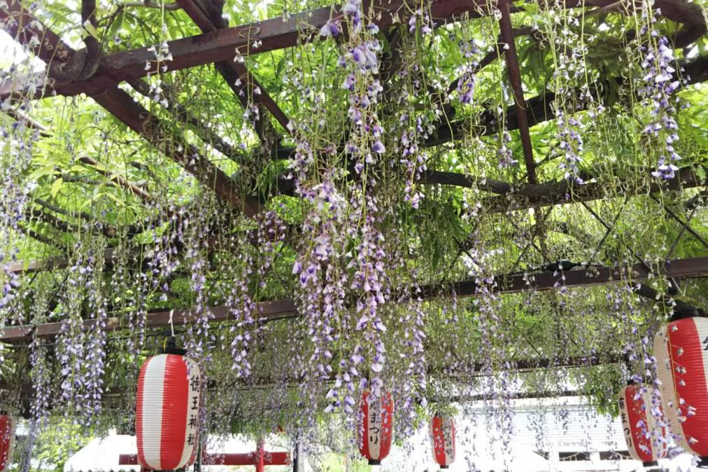 徳王神社の藤の様子を更新！落花が進み半分ほど花が散ってしまいました。