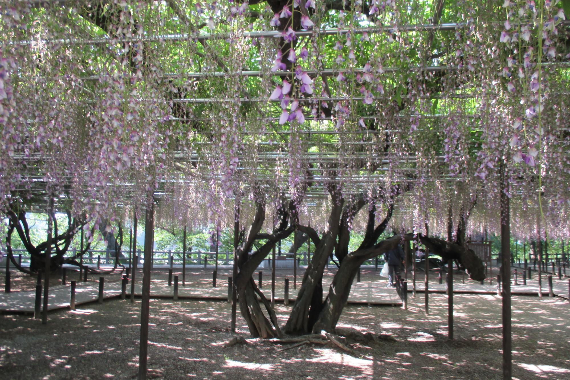 2018年4月28日(土）の五万石ふじの開花状況を公開しました。