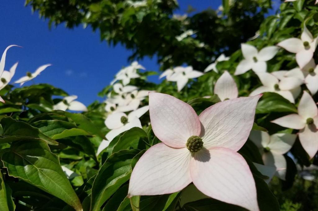 2018年5月10日の中央総合公園開花情報をお知らせします！