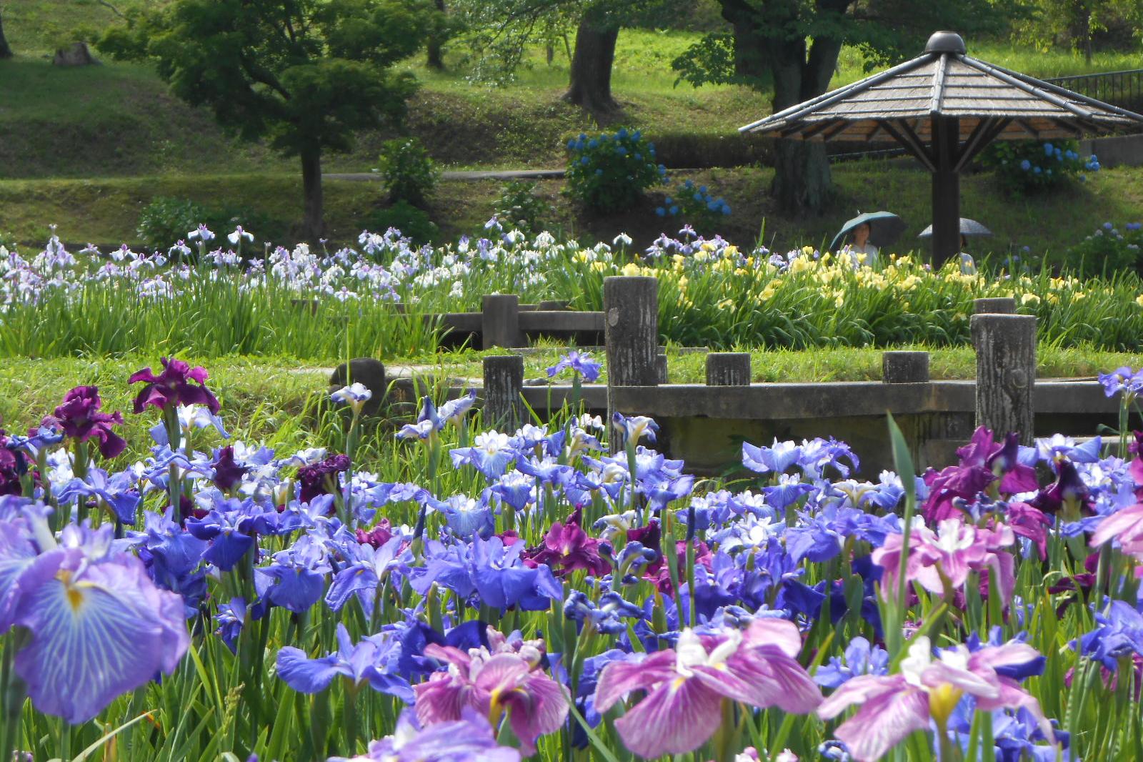 2018年の花菖蒲園の様子をお伝えします！