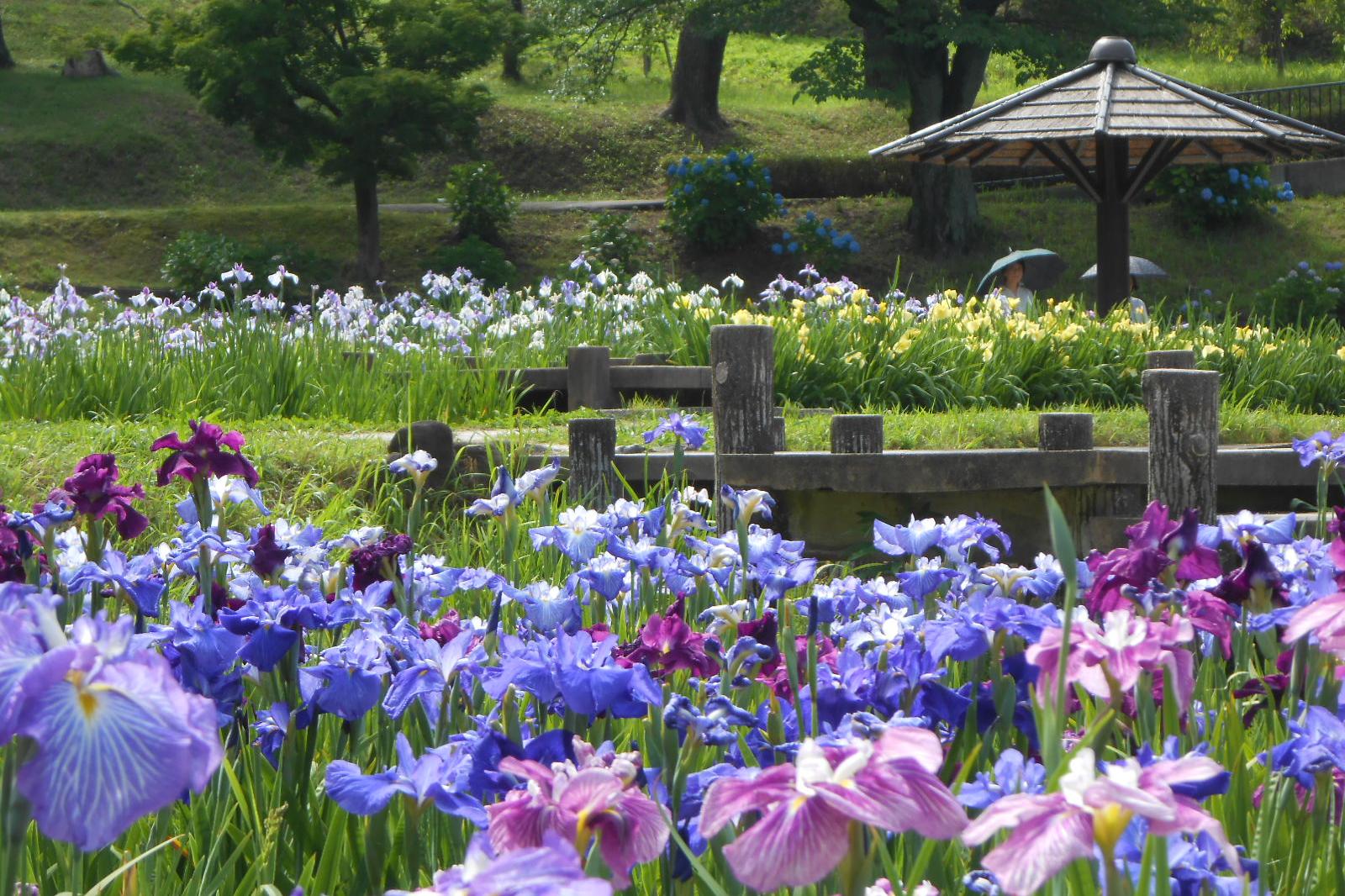 2018年の花菖蒲園の様子をお伝えします！