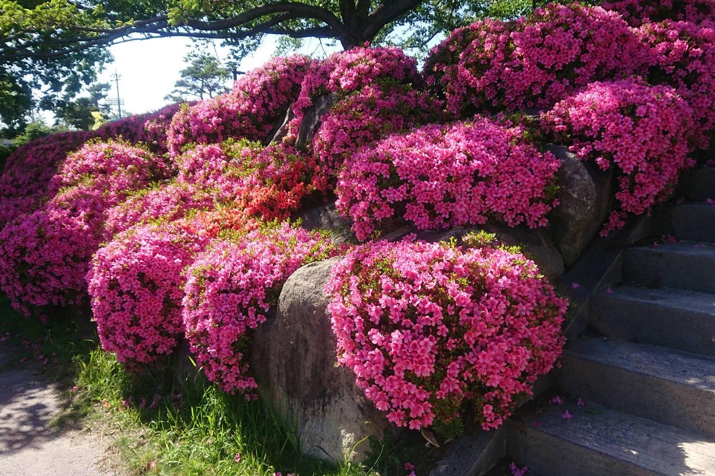 南公園の第一駐車場北側でサツキが満開です！