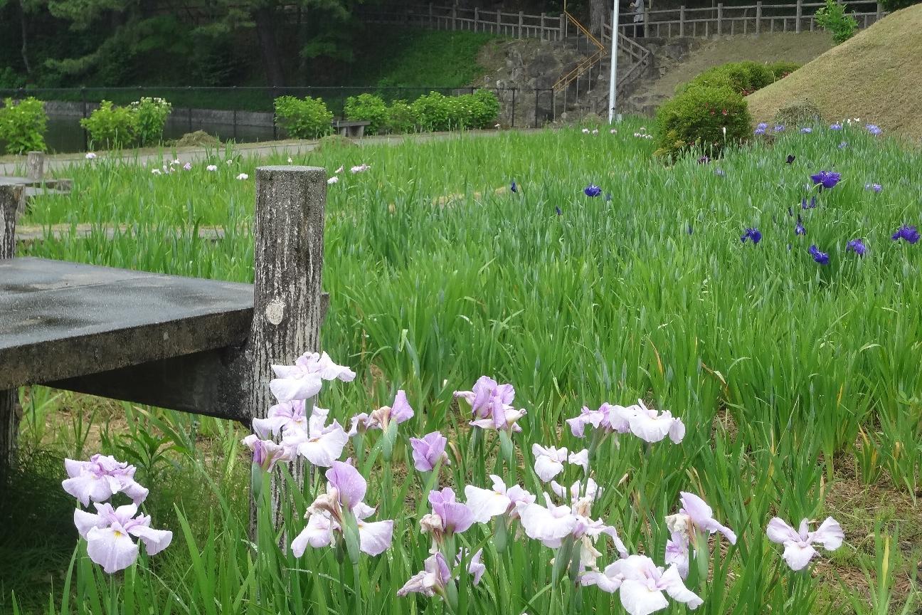 5月23日（水）の花菖蒲園の様子を更新しました。