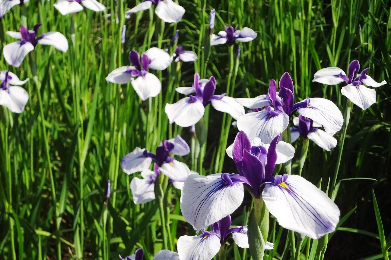 5月25日（金）の花菖蒲園の様子を更新しました。