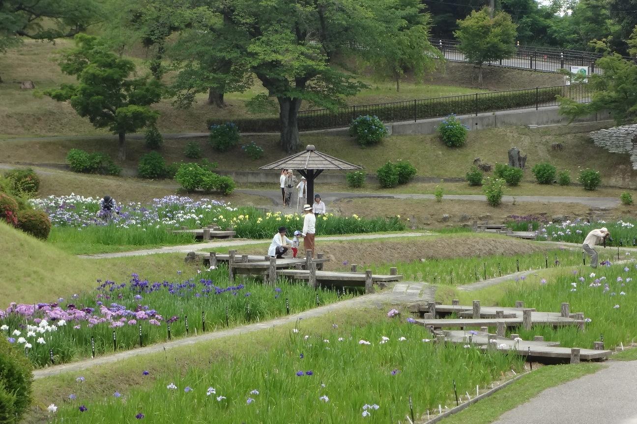 5月29日（火）の花菖蒲園の様子を更新しました。