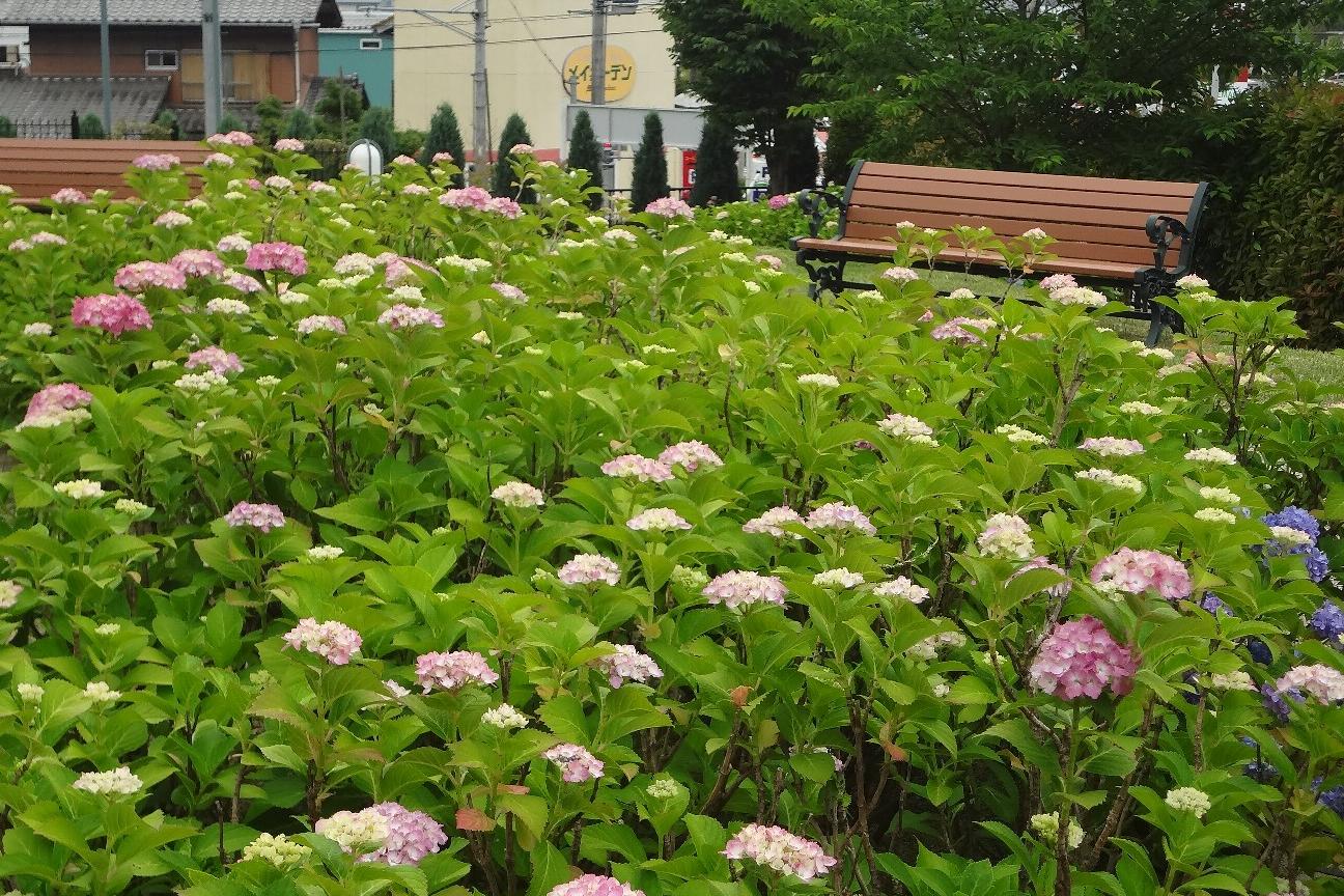 5月29日（火）の旧本多忠次邸のあじさいの様子を更新しました。