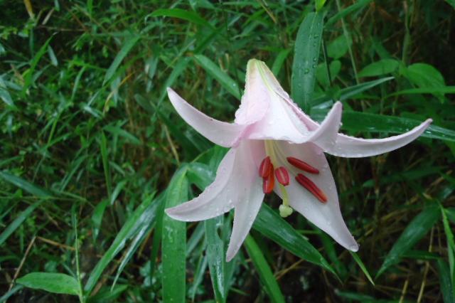 6月2日(土)の開花情報！健康の森でササユリが咲きました！