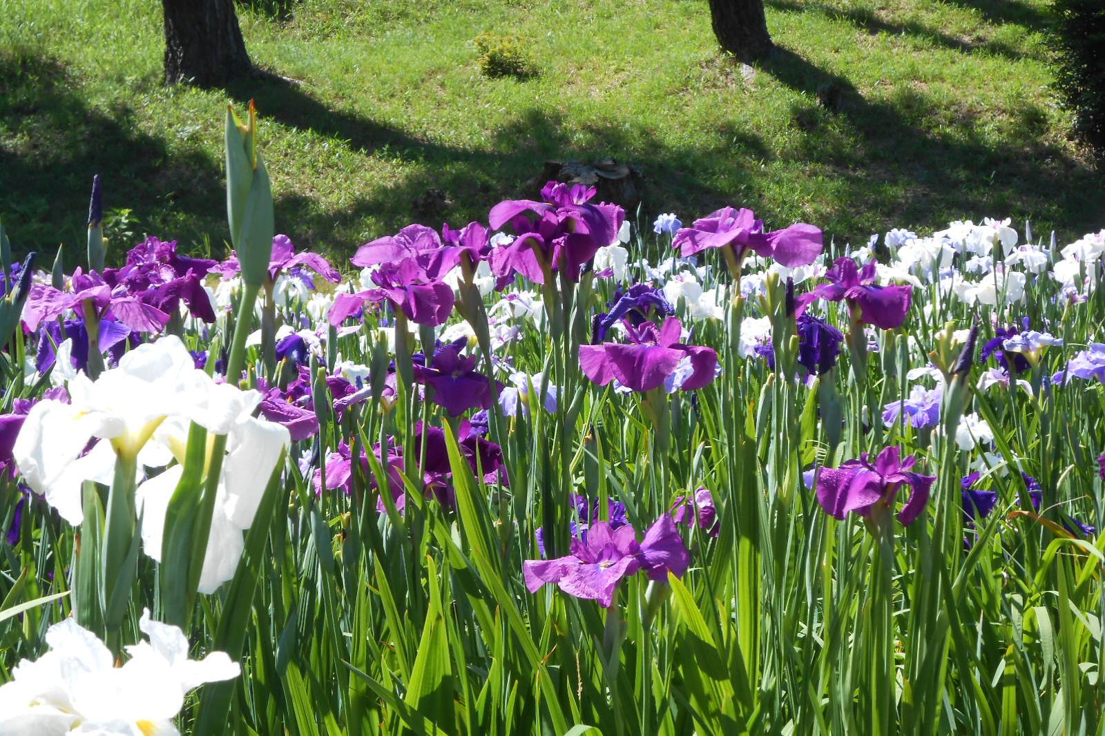 6月13日（水）の花菖蒲園の様子を更新しました。