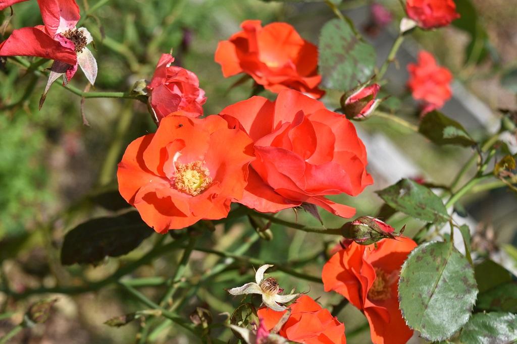 6月14日（木）のバラの開花状況を更新しました！