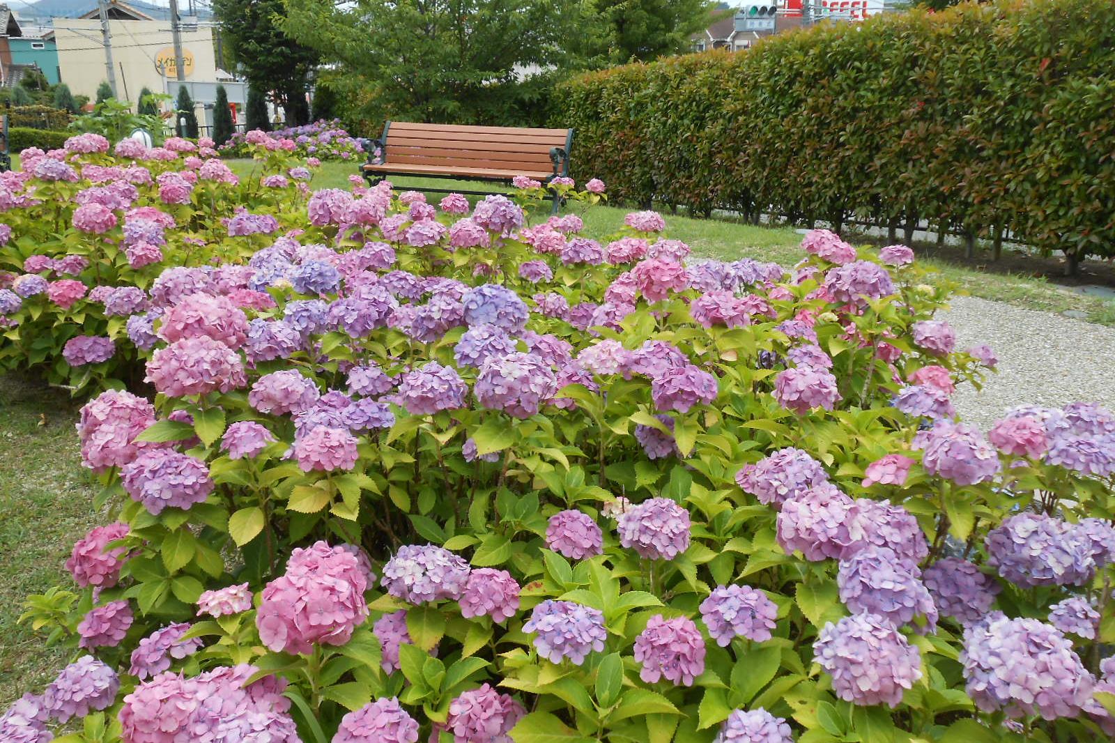 6月19日（火）の旧本多忠次邸のあじさいの様子を更新しました。