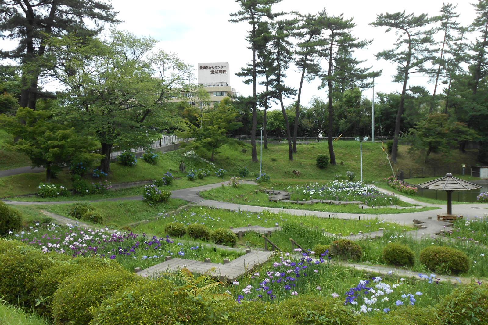 6月19日（火）の花菖蒲園の様子です。