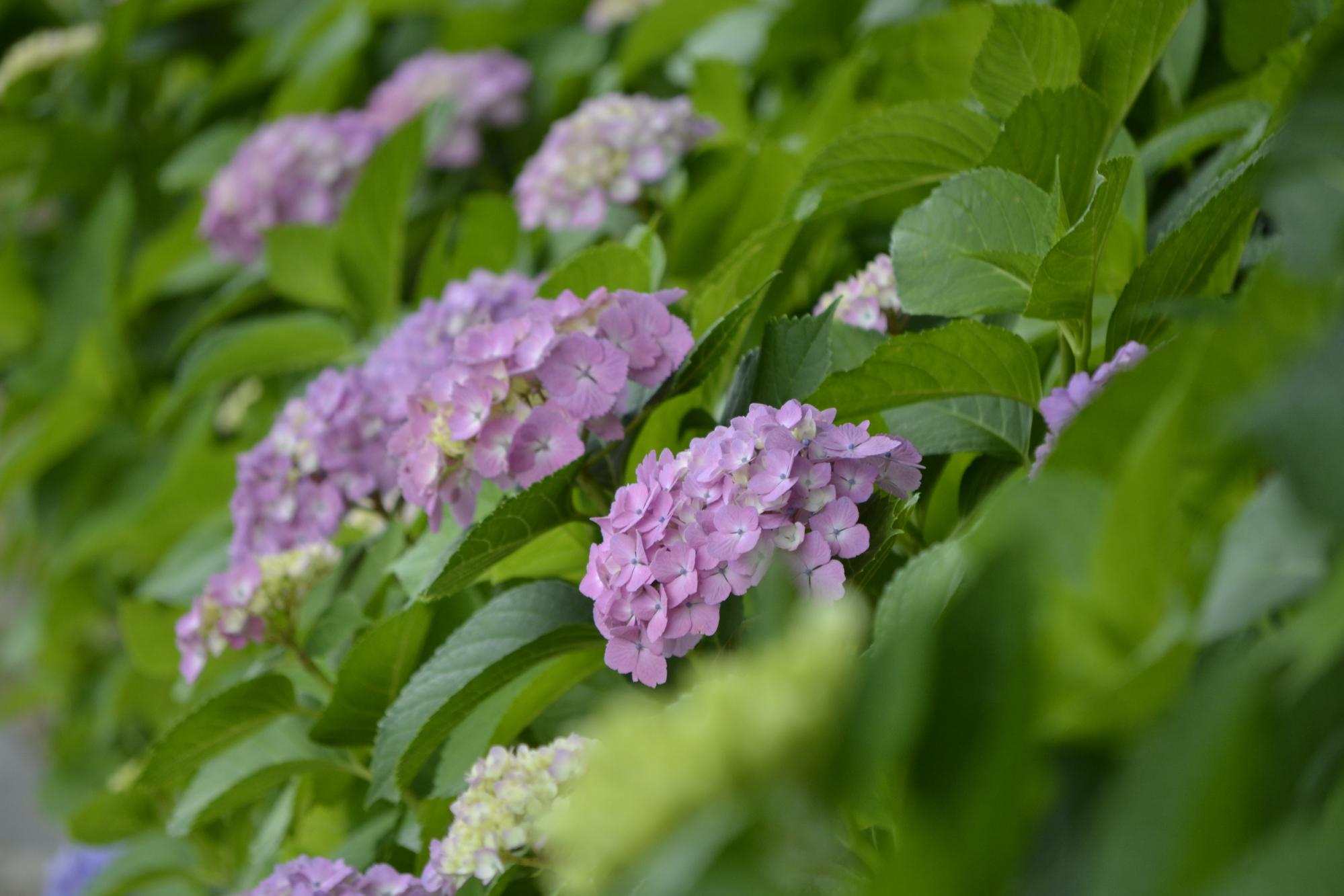 紫陽花の花が満開です！