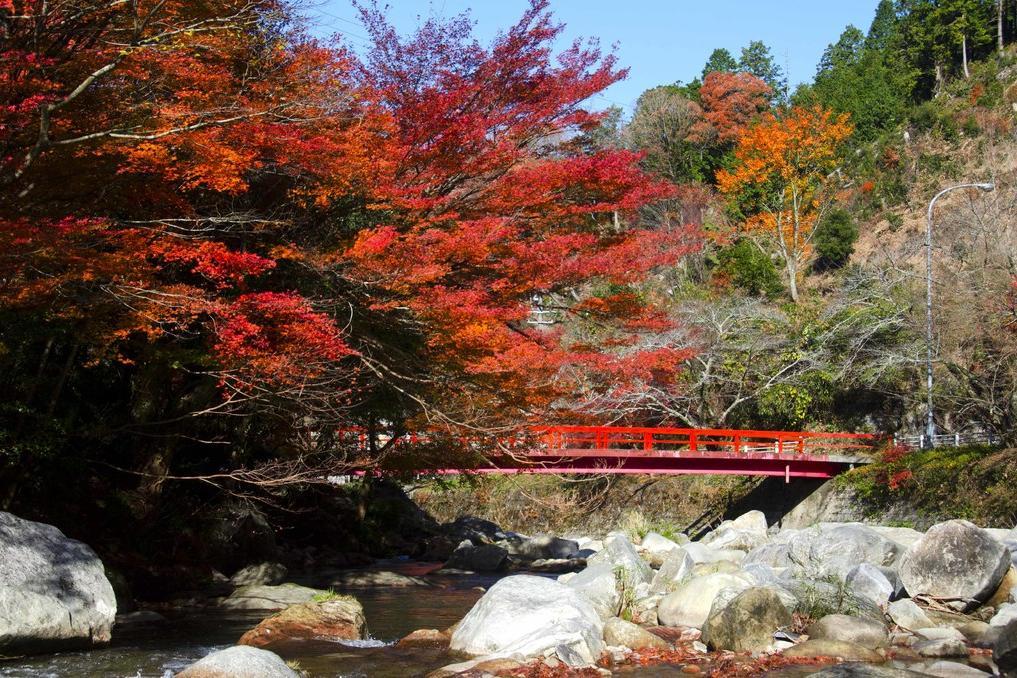 岡崎市内の紅葉状況を撮影する特派員を募集します！