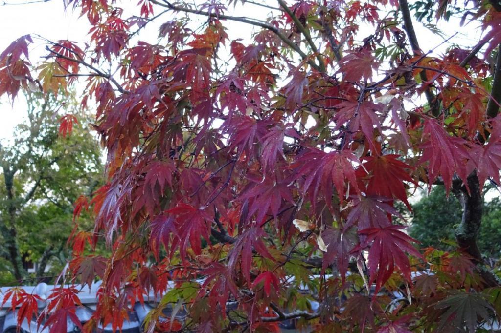 2018年の奥殿陣屋の紅葉状況をお知らせします！