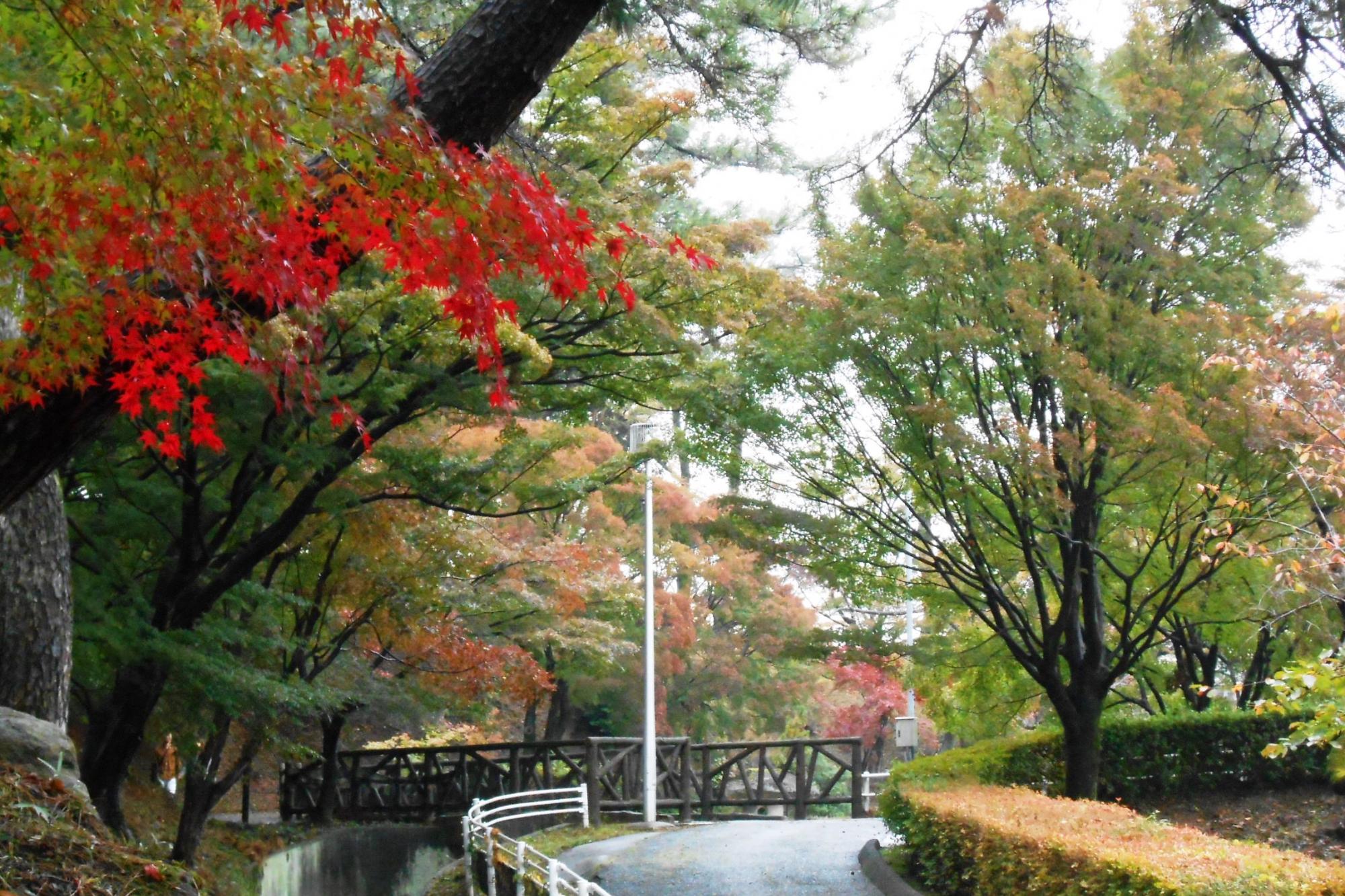 11月9日（金）の東公園の紅葉情報を更新しました！