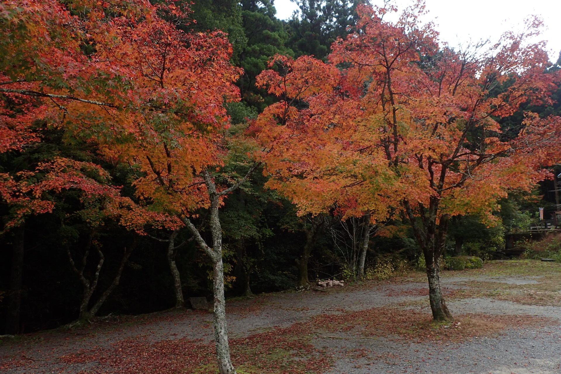 2018年のくらがり渓谷紅葉情報はこちら！