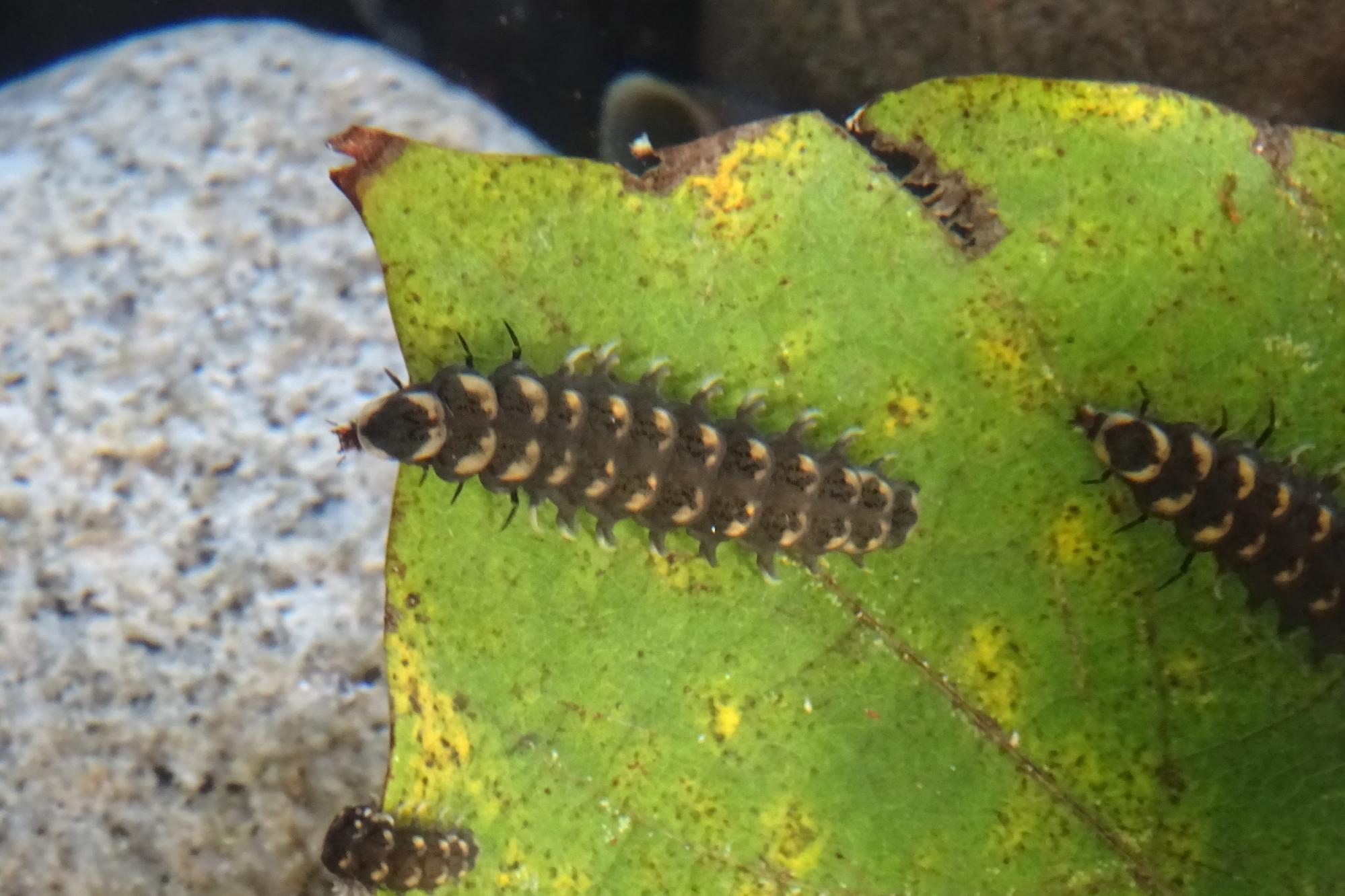 ホタルサポーター活動（幼虫生育状況確認）を実施しました。