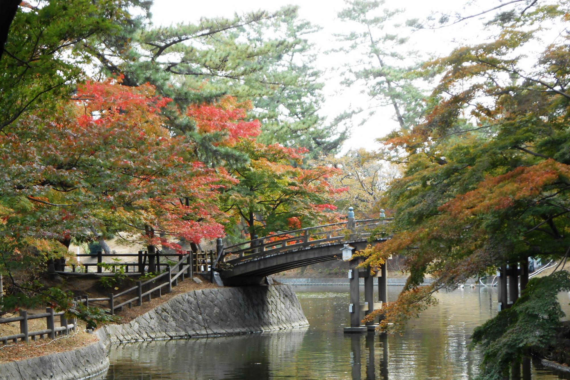 11月13日（火）の東公園紅葉情報を更新しました！