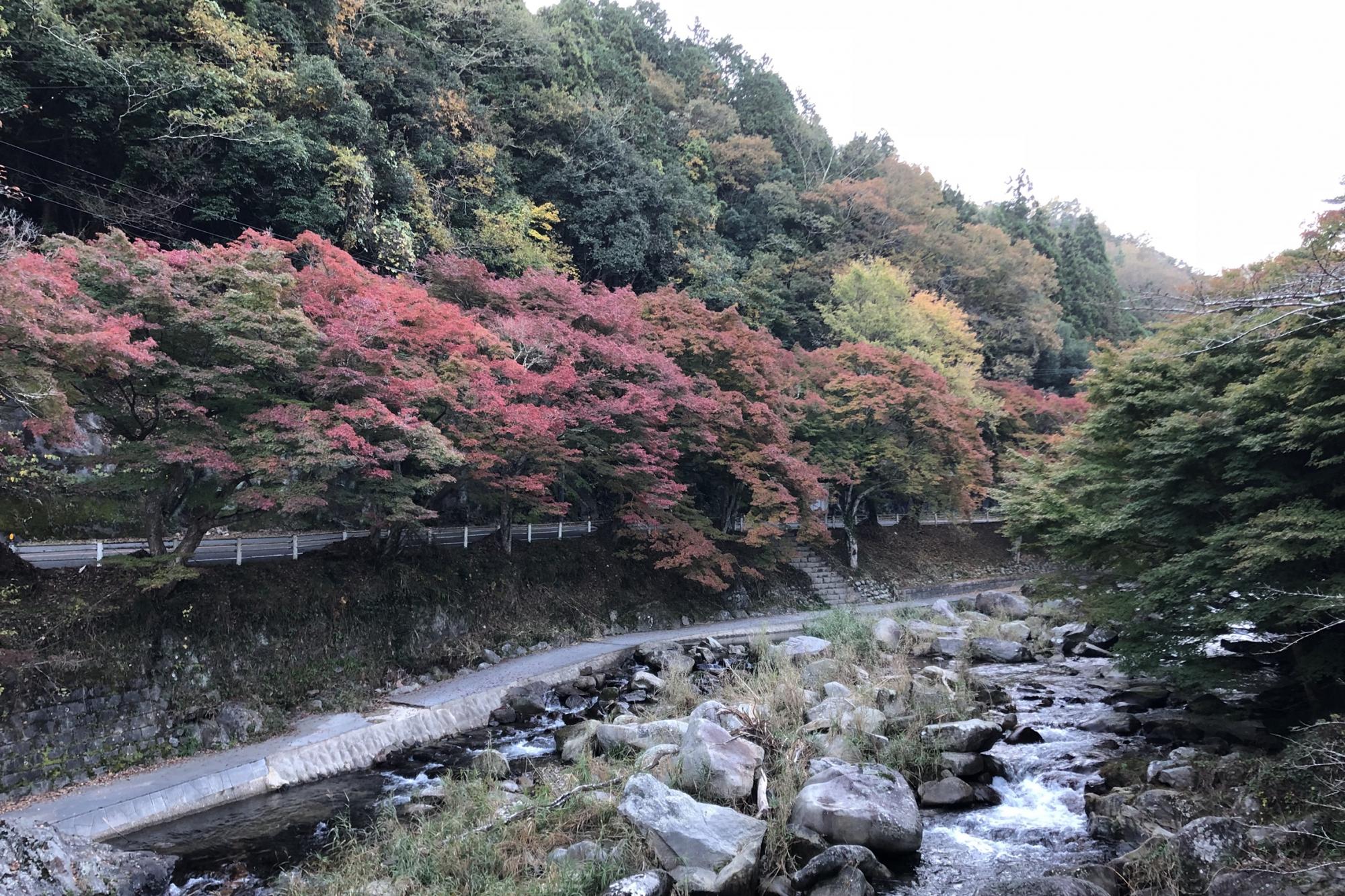 11月15日（木）のかおれ渓谷紅葉情報を更新しました！