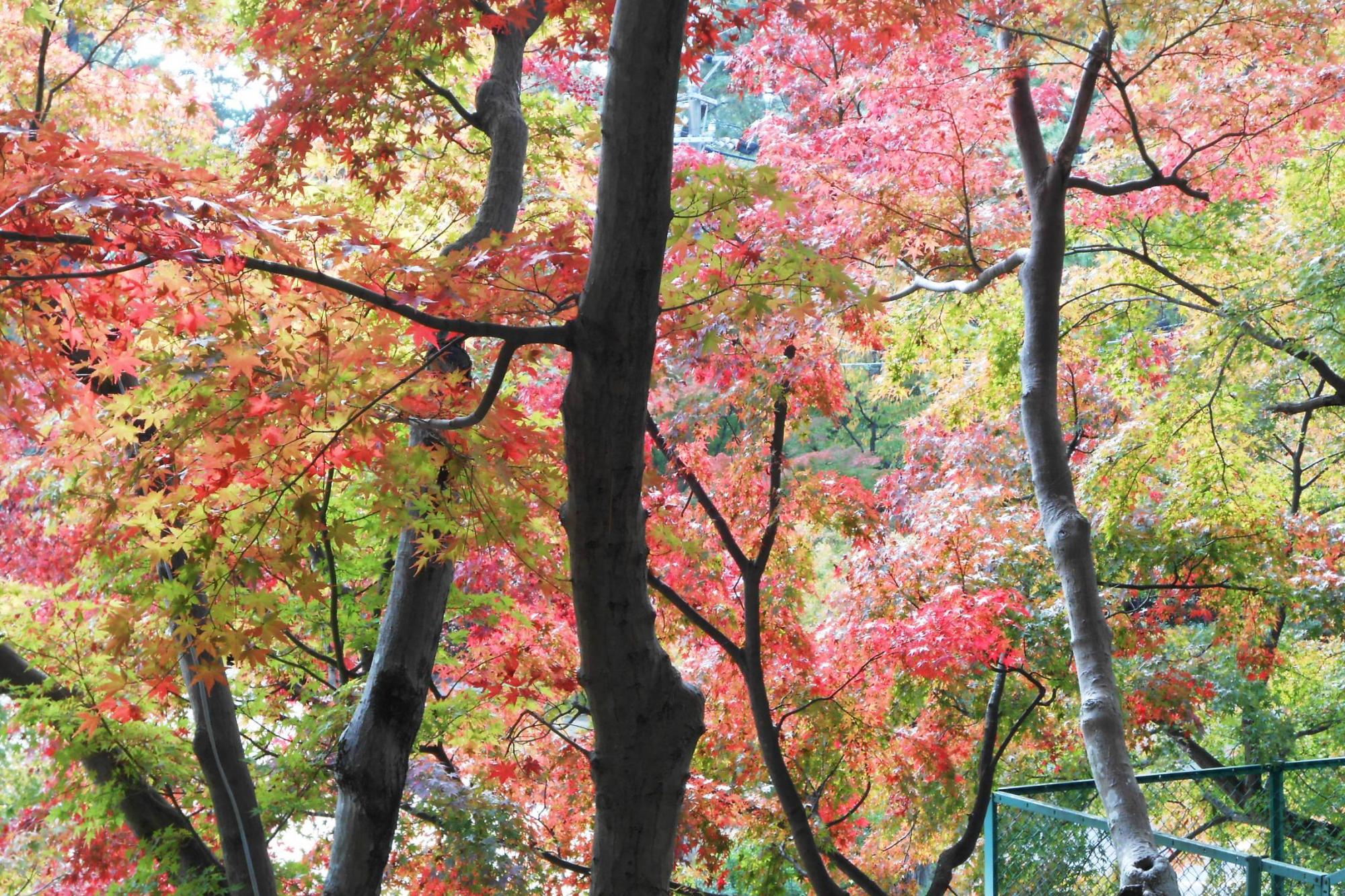 11月16日（金）の東公園紅葉情報を更新しました！