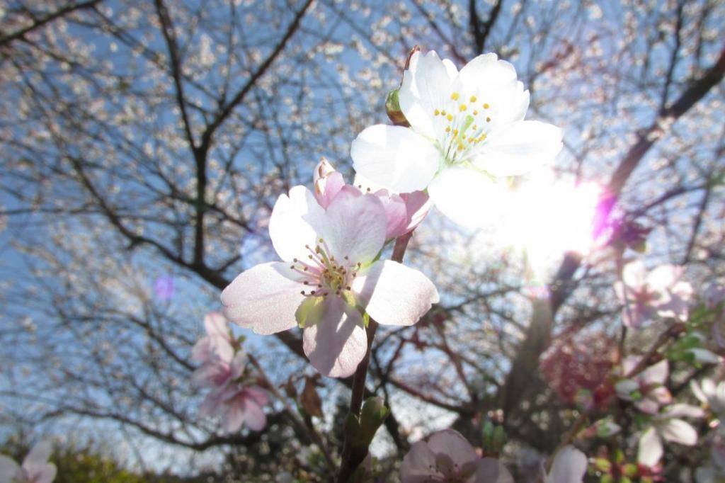 奥殿陣屋秋の花情報を更新しました！