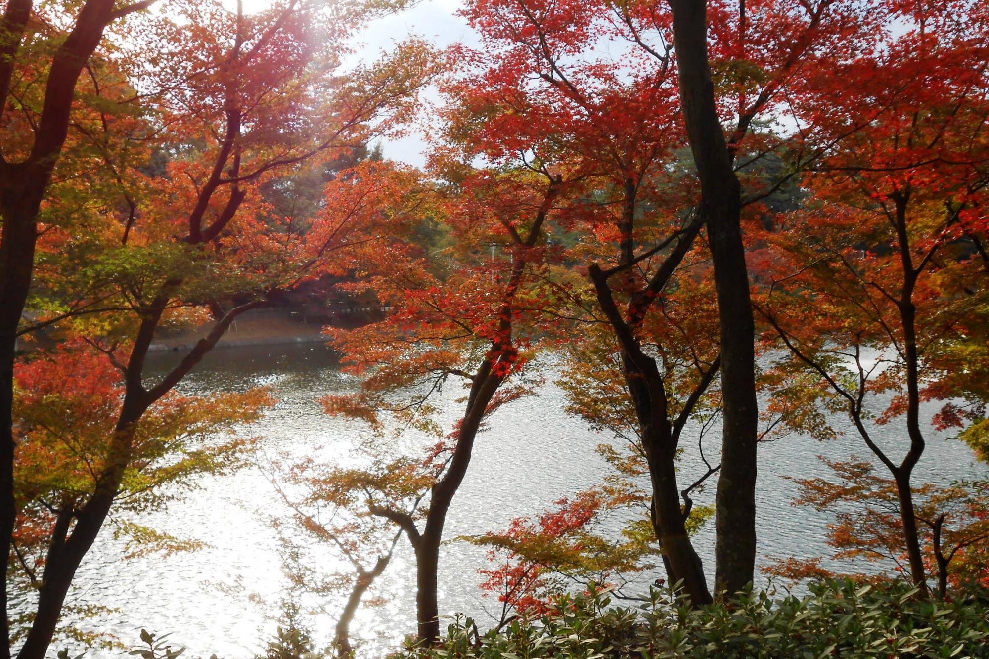 11月19日（月）の東公園紅葉情報を更新しました。