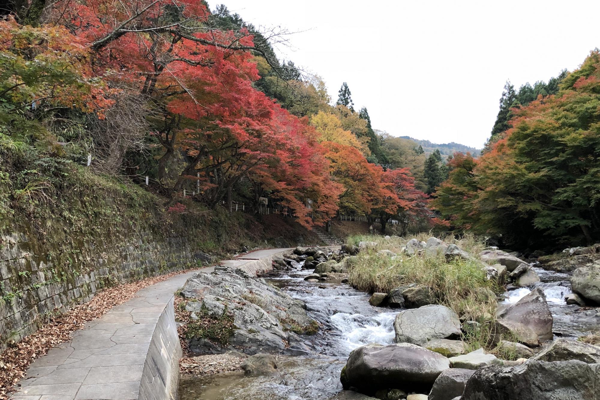 11月22日（木）のかおれ渓谷紅葉情報を更新しました！