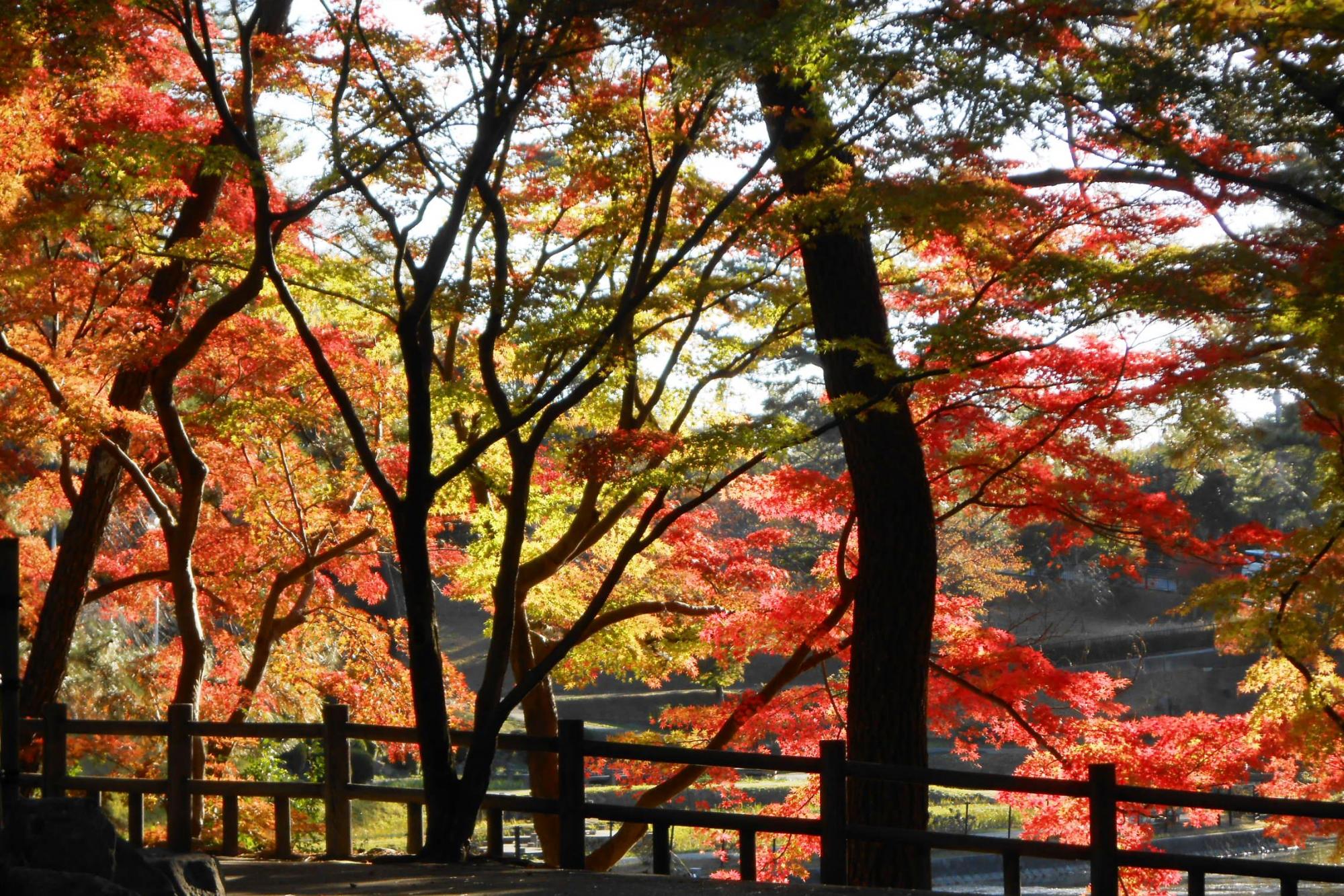 11月23日（金・祝）の東公園紅葉情報を更新しました！