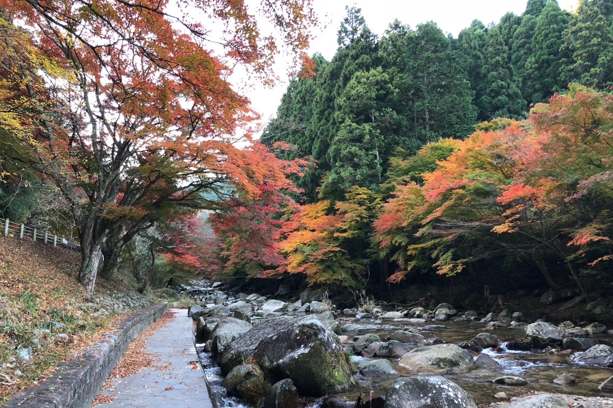 11月25日（日）のかおれ渓谷紅葉情報を更新しました！