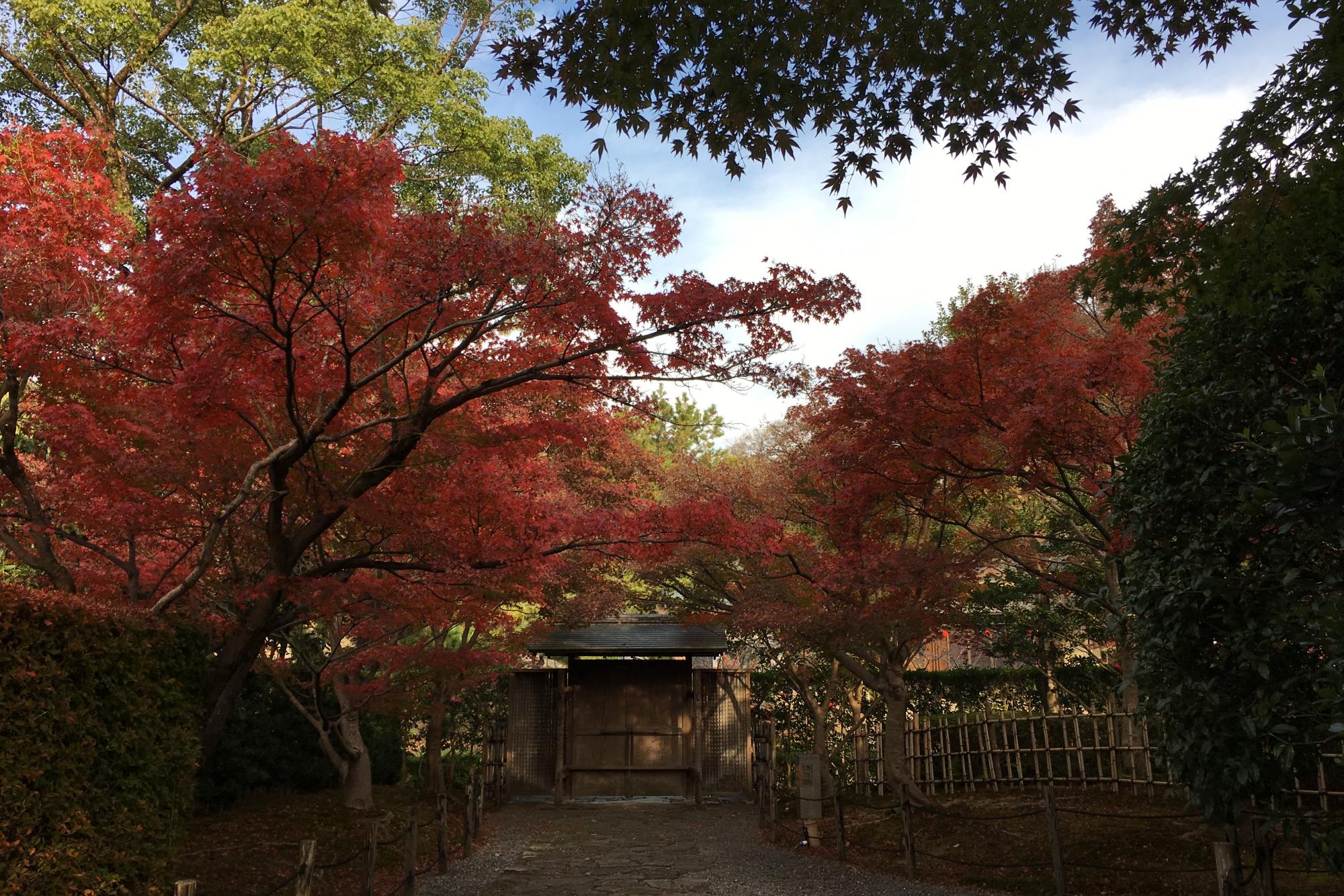 2018年11月26日の紅葉状況を公開しました！