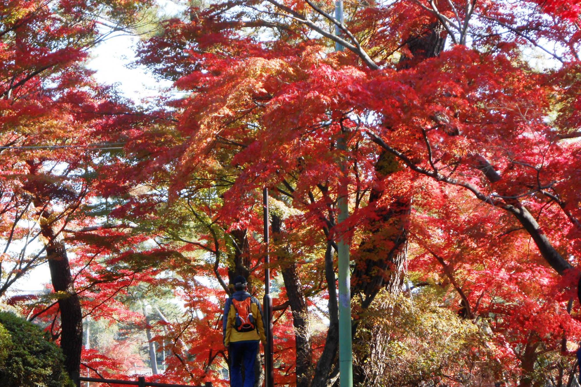 11月27日（火）の東公園紅葉情報を更新しました！