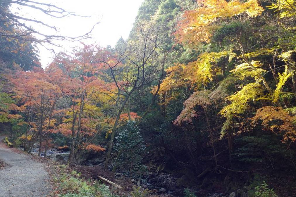 11月28日（水）のくらがり渓谷紅葉情報です！