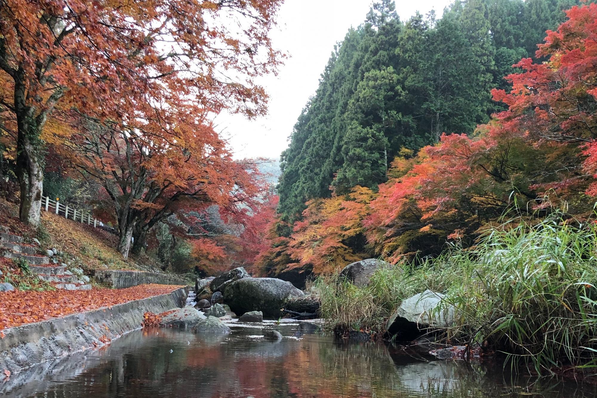 11月29日（木）のかおれ渓谷紅葉情報を更新しました！