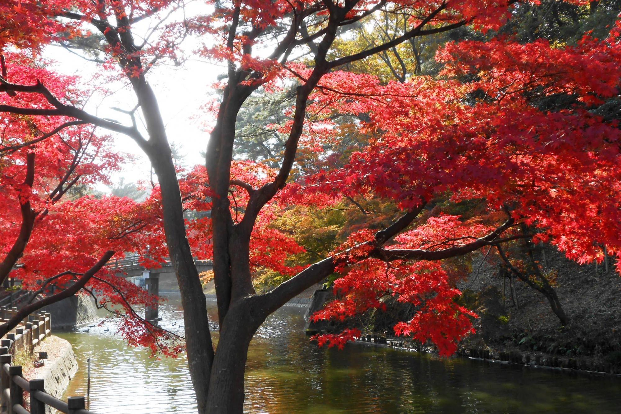 11月30日（金）の東公園紅葉情報を更新しました。