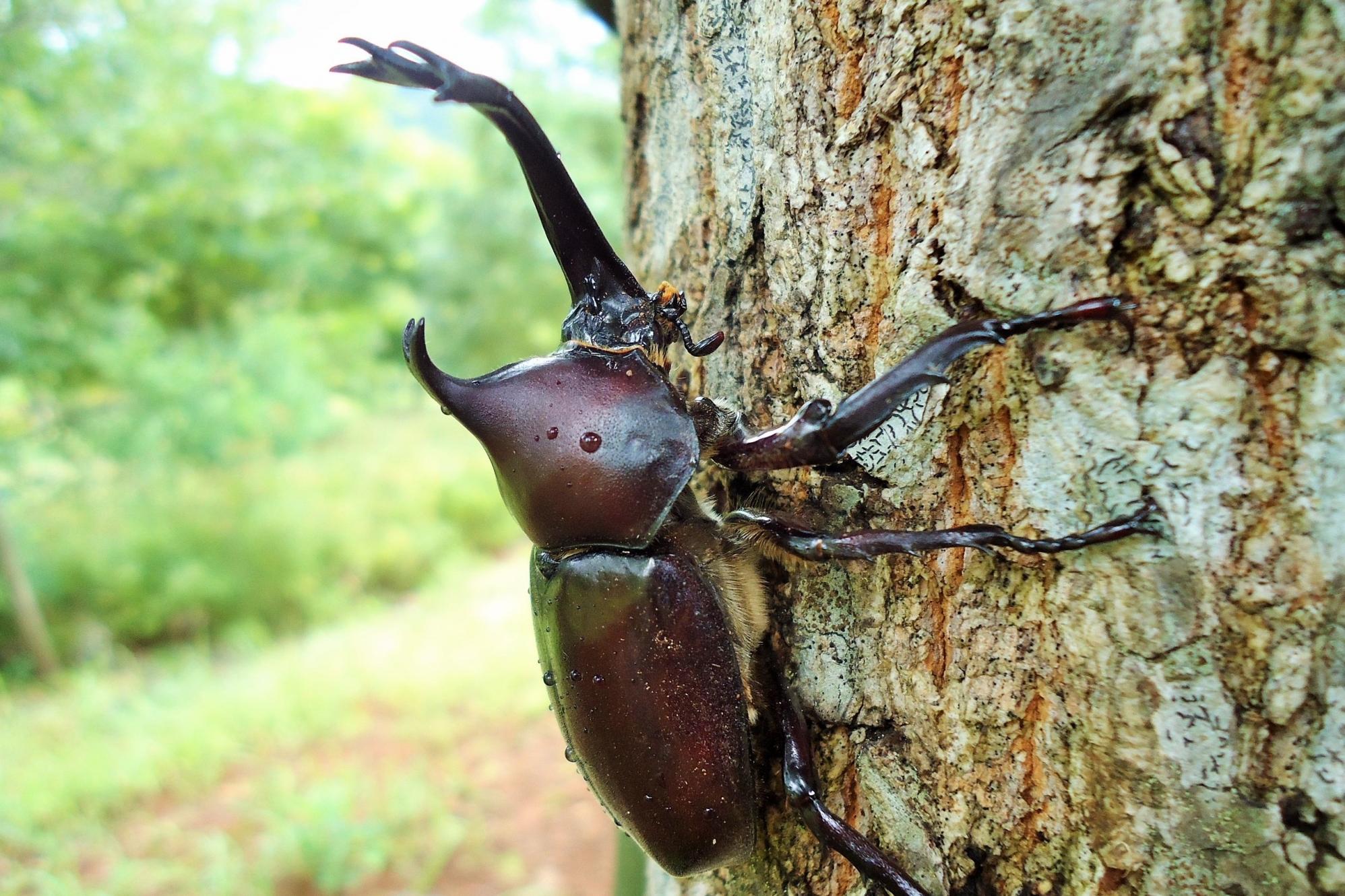 「カブトムシ博士になろう（全3回講座）」ページが更新されました