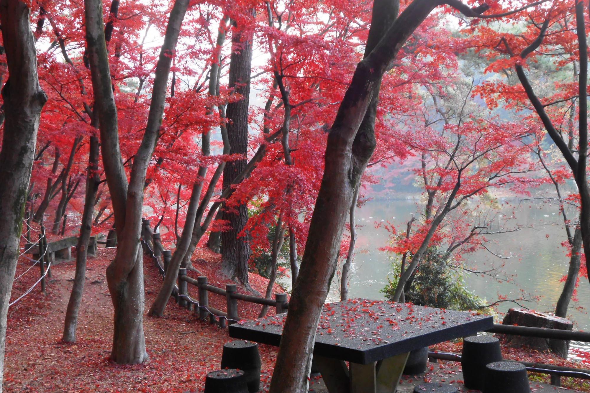 12月４日（火）の東公園紅葉情報を更新しました。