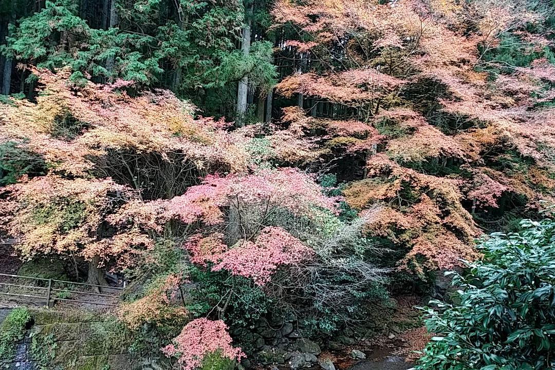 12月6日（木）のくらがり渓谷紅葉情報です！